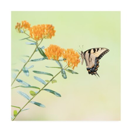 Phburchett 'Butterfly Portrait Iii' Canvas Art,18x18